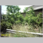 ConCob05_011.JPG